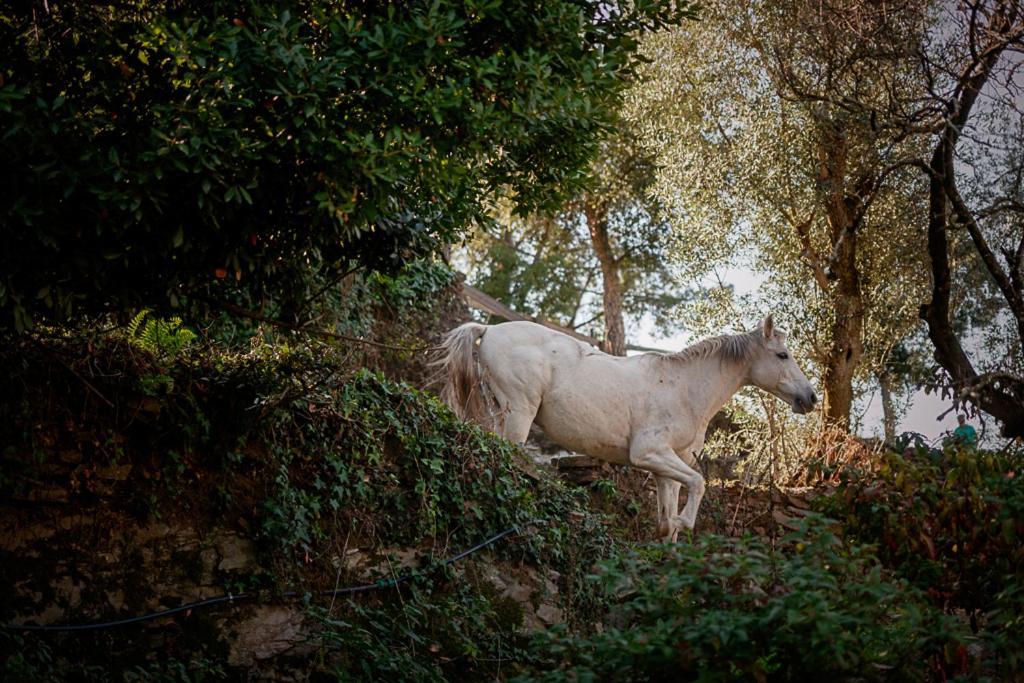 Arrabia Guest Houses Glamping Raiva Εξωτερικό φωτογραφία
